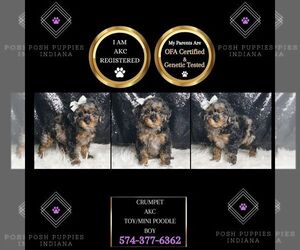 Poodle (Toy) Puppy for sale in WARSAW, IN, USA