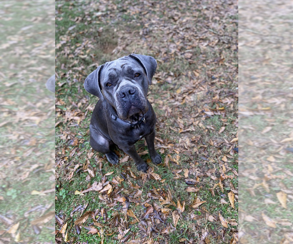 Medium Photo #1 Cane Corso Puppy For Sale in FLORENCE, MS, USA
