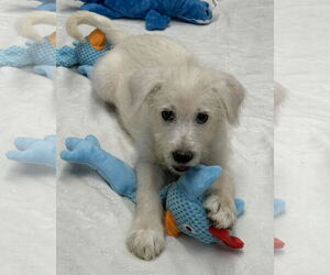 Labrador Retriever-Unknown Mix Dogs for adoption in Mechanicsburg, PA, USA