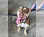 Small #11 Mutt