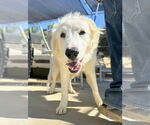 Small #5 Golden Pyrenees