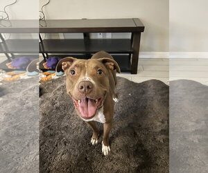 Boxer-Staffordshire Bull Terrier Mix Dogs for adoption in Chandler, AZ, USA