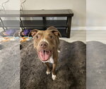 Small Boxer-Staffordshire Bull Terrier Mix