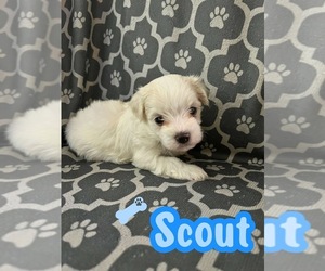 Maltese Puppy for sale in SPARTA, NC, USA