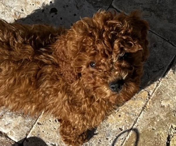 Full screen Photo #4 Poodle (Toy) Puppy For Sale in NEW RIVER, AZ, USA