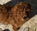 Small Photo #4 Poodle (Toy) Puppy For Sale in NEW RIVER, AZ, USA