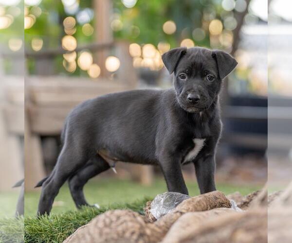 Medium Photo #5 Labrador Retriever-Unknown Mix Puppy For Sale in San Diego, CA, USA