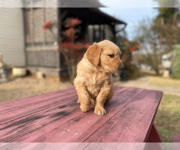 Medium Photo #8 Golden Retriever Puppy For Sale in SANFORD, NC, USA
