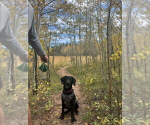 Labrador Retriever-Unknown Mix Dogs for adoption in Fort Collins, CO, USA