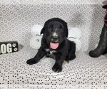 Puppy Woody Golden Mountain Dog