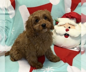 Cavapoo Puppy for sale in DUNDEE, OH, USA