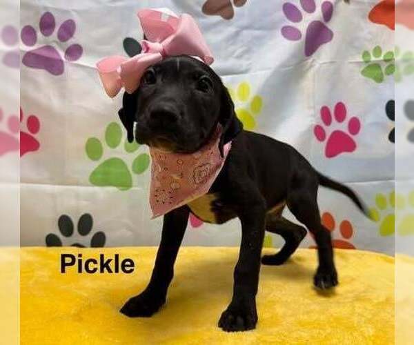 Medium Photo #2 Labrador Retriever-Unknown Mix Puppy For Sale in Springdale, PA, USA