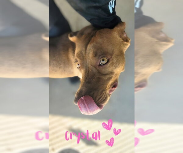 Medium Photo #16 American Pit Bull Terrier-American Staffordshire Terrier Mix Puppy For Sale in Monte Vista, CO, USA