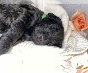 Labradoodle Puppy for sale in ROWLETT, TX, USA