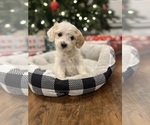 Puppy Puppy 4 Cavapoo