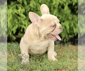 French Bulldog Puppy for sale in RONKS, PA, USA