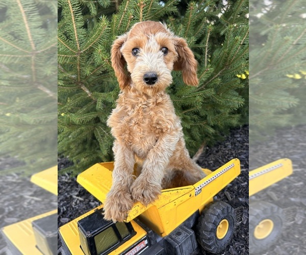 Medium Photo #4 Goldendoodle (Miniature) Puppy For Sale in MIDDLEBURY, IN, USA