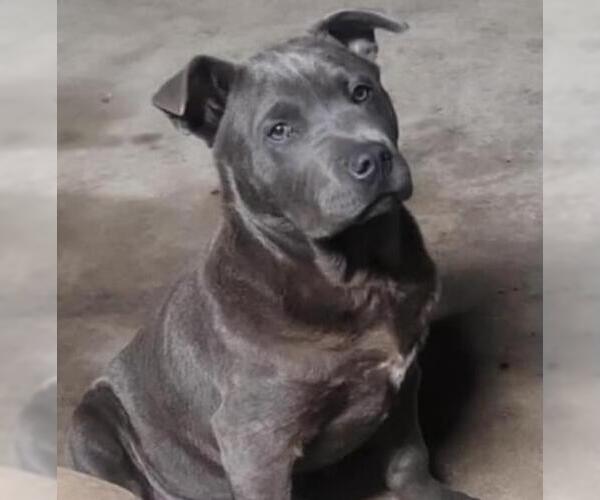 Medium Photo #1 American Staffordshire Terrier-Unknown Mix Puppy For Sale in San Antonio, TX, USA