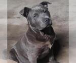 Small American Staffordshire Terrier Mix