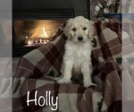 Small Photo #2 Goldendoodle Puppy For Sale in DENVER, CO, USA