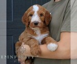 Small #3 Goldendoodle