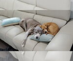 Small #31 American Staffordshire Terrier-Labrador Retriever Mix