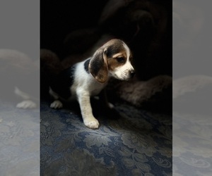 Beagle Puppy for Sale in ENUMCLAW, Washington USA
