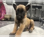 Small Photo #1 Belgian Malinois Puppy For Sale in REESEVILLE, WI, USA