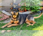 Small Rottweiler Mix