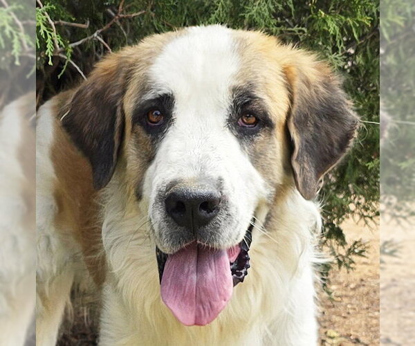 Medium Photo #1 Saint Bernard Puppy For Sale in Albuquerque, NM, USA
