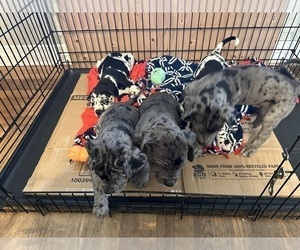 Cane Corso-Great Dane Mix Puppy for sale in HUBBARD, OR, USA