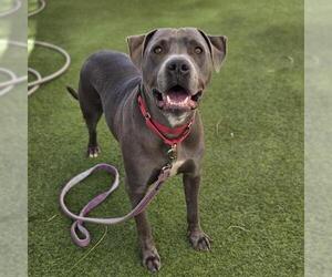 PRINCE - Male Mutt Dog for Adoption - Photo #3