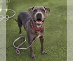 Small Photo #3 Mutt Puppy For Sale in Las Vegas, NV, USA