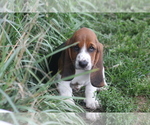 Puppy Pam Basset Hound