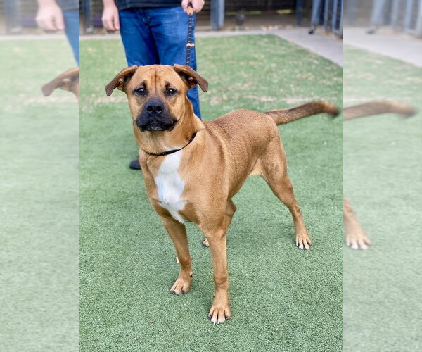 Medium Photo #3 Boxer Puppy For Sale in Austin, TX, USA