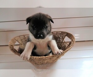 Akita Puppy for sale in SOUTH BEND, IN, USA