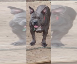 Father of the American Bully puppies born on 10/10/2021