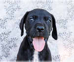 Small #10 Great Dane