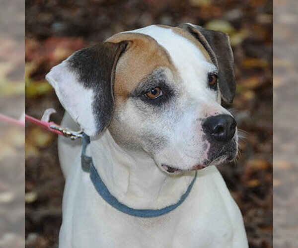 Medium Photo #1 Mutt Puppy For Sale in Lake Wylie, SC, USA
