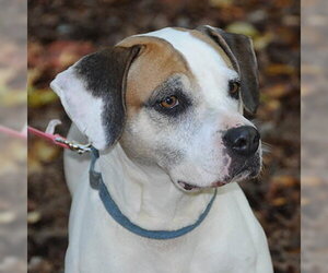 Bailey - Female Mutt Dog for Adoption