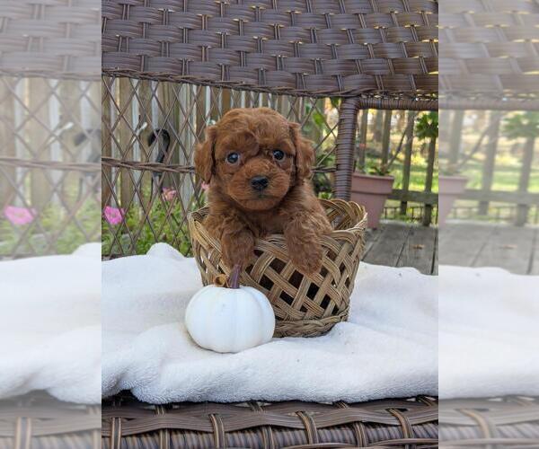Medium Photo #16 Cock-A-Poo-Poodle (Miniature) Mix Puppy For Sale in SALEM, MO, USA