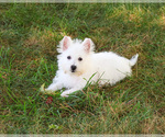 Small #9 West Highland White Terrier
