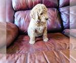 Small Photo #3 Poodle (Standard) Puppy For Sale in WAGENER, SC, USA