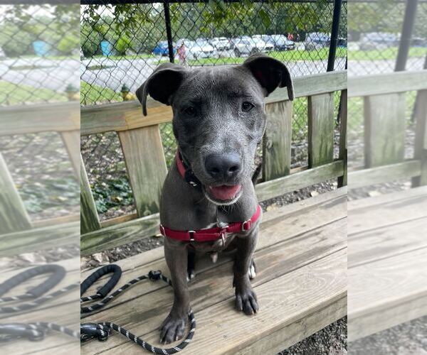 Medium Photo #5 Mutt Puppy For Sale in Elmsford, NY, USA