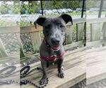 Small #4 Mutt