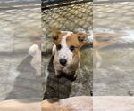 Small Mutt