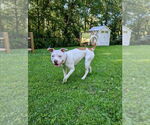 Small #3 American Staffordshire Terrier Mix