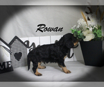 Small #10 Cavalier King Charles Spaniel