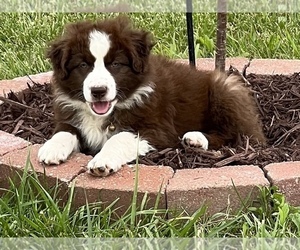 Australian Shepherd Puppy for sale in NEOSHO, MO, USA