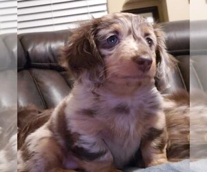 Dachshund Puppy for sale in FORT THOMAS, KY, USA